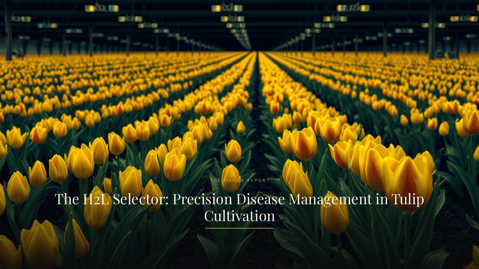 The H2L Selector: Precision Disease Management in Tulip Cultivation